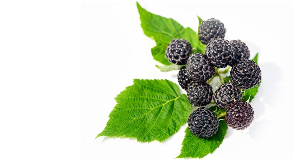 Dunklen Brombeere Dark Blackberry - 123 Aromen