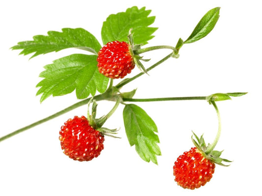 Walderdbeeren Wild Strawberries - 123 Aromen